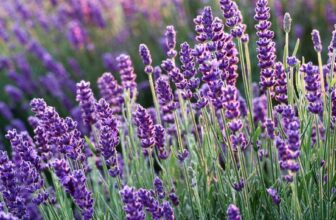Is Your Lavender Struggling? This Tree-Training Method Changes Everything –