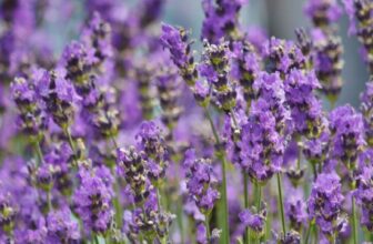 10 Plants That Are Secretly Killing Your Lavender (And What to Plant Instead) –