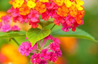 Why Lantanas Are Your Summer SaviorAuto Draft –