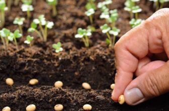 12 Seeds That Need Your Fridge (Not Your Garden!) To Actually Grow –