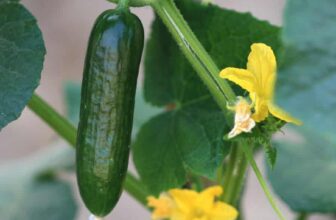 10 Transformative Tricks for Epic Harvests