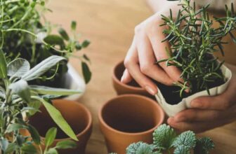15 Herbs You Can Grow Indoors That Will Make Your Grocery Store Cry