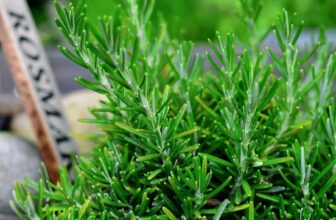 10 Reasons to Never Toss Rosemary –