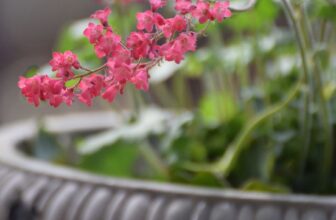 16 Perennials That Thrive in Containers