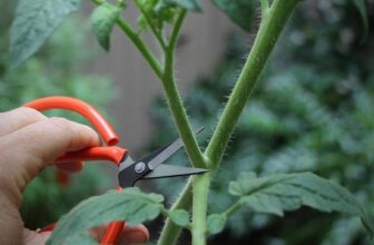 The Secret Pruning Hack That Transforms Tomato Plants