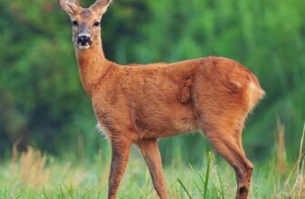 The $5 DIY Deer Repellent That Saved My Garden (And My Sanity) –