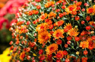 The Plant Drama Your Mother-in-Law Was Right About –