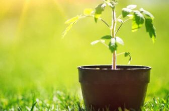 Baby Cucumbers THRIVE in These Container Setups