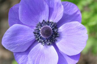 Hardy Fall Bulbs to Plant For Long Lasting Spring Colour