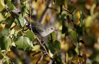 a closer look at birds, with the ‘bwd magazine’ editors