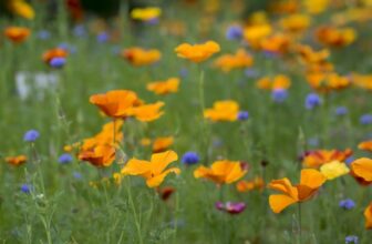 Meet the California Poppy: Growing + Care Guide