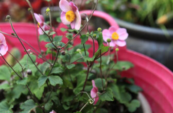 Tips for a Beautiful Garden