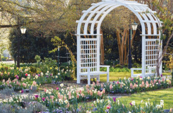 Spring Bulb Guide: Best Types to Plant and Garden Planning Tips