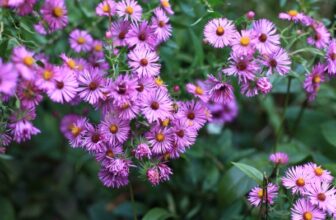 Grow These Perennials for Brilliant Fall-Blooming Flowers