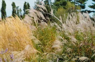 Everything You Need to Know to Grow Ornamental Grasses and Choose the Right Varieties
