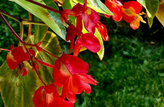 Doug’s Garden From Seed in New York