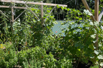 Mark’s Vermont Veggie Garden is Growing Up