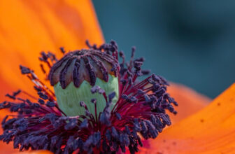 Bonnie Celebrates Flowers in Colorado