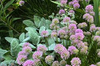 Wendy’s Mature Garden in Pennsylvania, Part 1