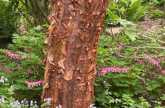 Wendy’s Mature Garden in Pennsylvania, Part 2