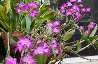 A Return to Jeff’s Patio Garden in California