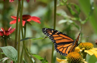 Pollinators Visiting Stephanie’s New York Garden