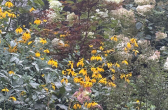 August in Carla’s Pennsylvania Garden, Part 1