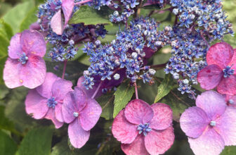 August in Carla’s Pennsylvania Garden, Part 2