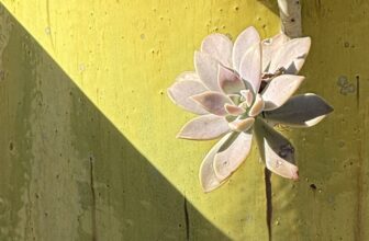 I’m talking native plant design on Growing Greener Podcast