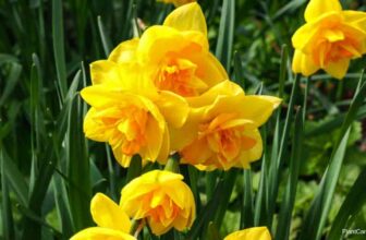 7 Enchanting Myths and Legends About Daffodils You’ve Never Heard