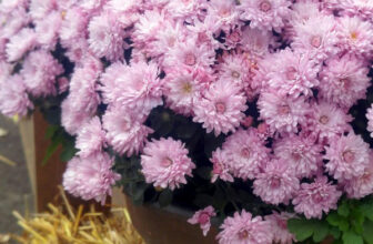 How to Care for Mum Flowers and Keep Them Blooming All Year Long