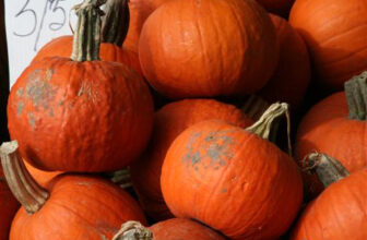 Preparing for Pumpkin Harvest: How to Pick the Perfect Pumpkin!