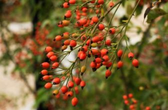 Rose Hips Benefits + How to Grow Them (and Use Them)