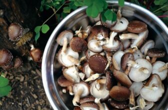 The Best Mushrooms to Grow at Home for Beginners