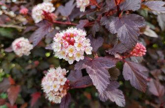 planting privacy screens of native shrubs, with basil camu