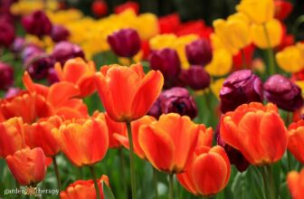 My Fall Bulb Master Guide (for Spring Blooming Flowers)