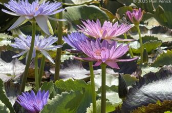 Waterlily oasis in San Angelo