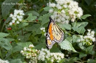 Monarch butterflies fueling up in my garden