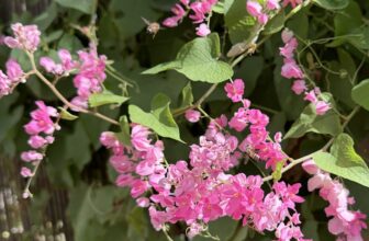 Fall sights at Barton Springs Nursery