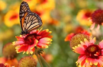 7 DIY Butterfly Magnets For Your Garden –