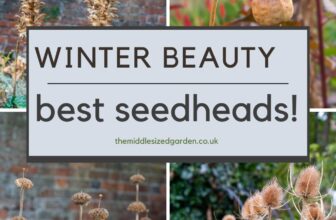 The 20 Best Plants for Seedheads – Beauty, Wildlife and Less Work in the Garden – The Middle-Sized Garden