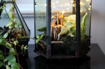 Indoor Plant Care: How to Grow Tropical Plants in Geometric Terrariums