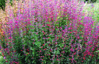 Best Long-Blooming Sun Perennials for the Mountain West