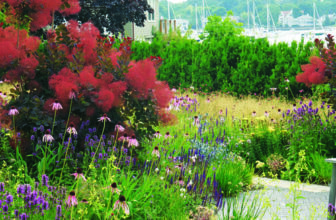 Best Long-Blooming Sun Perennials for the Northeast