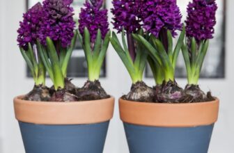 Your Guide to Growing Bulbs Indoors