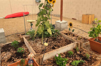 Dawn Gets Ready for Fall in Arizona