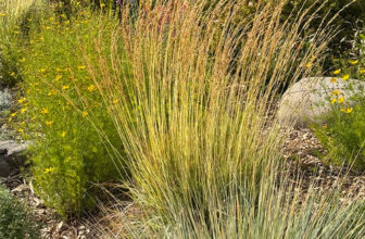 Fall in Joan’s BC Garden, Part 1