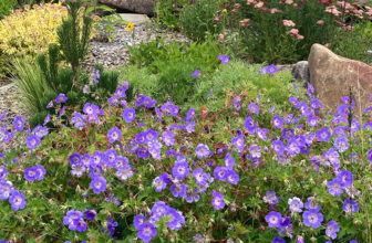 Fall in Joan’s BC Garden, Part 2