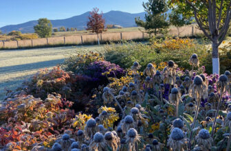 Judy’s First Frost in Montana