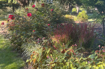 Rhonda’s Late Summer Garden in Pennsylvania